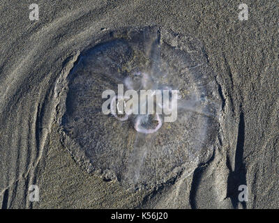 Méduse de lune (Aurelia sp.) sur une plage de l'océan dans l'ouest de Washington, États-Unis Banque D'Images