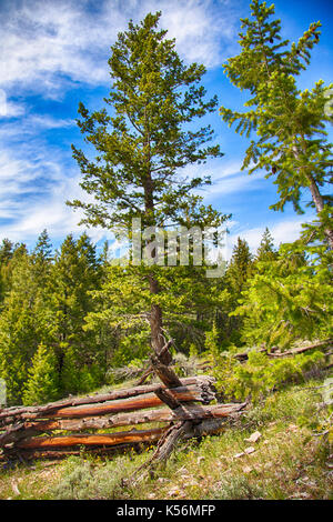 Un paysage à la pryor, au nord du Wyoming. Banque D'Images