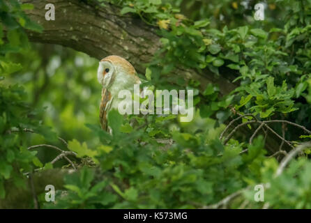 Effraie des clochers (Tyto alba) perché dans un arbre. Banque D'Images