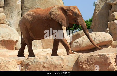 Dans l'éléphant africain, Bioparc Valencia, Espagne Banque D'Images