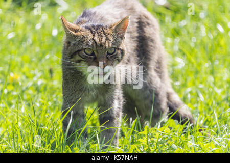 Chat sauvage écossais Felix sylvestris en attente de temps d'alimentation à la British Wildlife Centre Surrey Lingfield, UK. Agressive et même sauvages en captivité. Banque D'Images