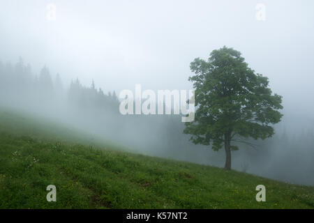 Seul arbre dans le brouillard. belles montagnes des Carpates en été, l'Ukraine, l'Europe. Banque D'Images
