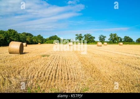 Bottes de foin dans un champ. fin de l'été à Norfolk uk Banque D'Images