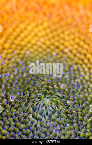 Close up de tête de tournesol Banque D'Images