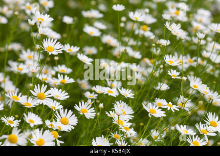 Camomille ou la marguerite blanche meadow Banque D'Images