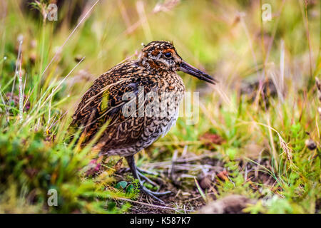 Gallinago jeune oiseau assis dans un Meadows, en quête de nourriture Banque D'Images