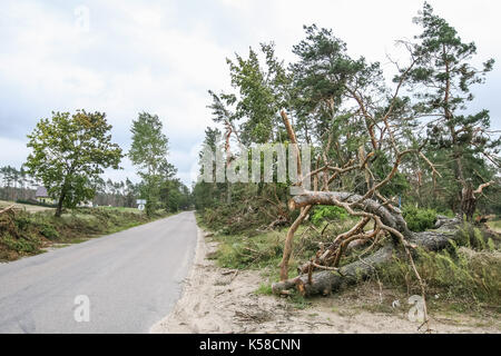 Trzebun, Pologne. 05Th sep 2017. tombés lors de la tempête tragique arbres sont vus dans trzebun, dans le nord de la Pologne le 8 septembre 2017 Membres de l'UE . parilament a visité les régions touchées par la tempête tragique en août 2017 dans le nord de la Pologne. Les parlementaires de la plate-forme civique (PO), montre aux membres de l'UE Parlement européen les effets de la tempête, et demandé l'appui de la population touchée. crédit : Michal fludra/Alamy live news Banque D'Images