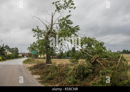 Trzebun, Pologne. 05Th sep 2017. tombés lors de la tempête tragique arbres sont vus dans trzebun, dans le nord de la Pologne le 8 septembre 2017 Membres de l'UE . parilament a visité les régions touchées par la tempête tragique en août 2017 dans le nord de la Pologne. Les parlementaires de la plate-forme civique (PO), montre aux membres de l'UE Parlement européen les effets de la tempête, et demandé l'appui de la population touchée. crédit : Michal fludra/Alamy live news Banque D'Images