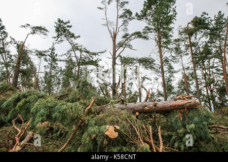 Trzebun, Pologne. 05Th sep 2017. tombés lors de la tempête tragique arbres sont vus dans trzebun, dans le nord de la Pologne le 8 septembre 2017 Membres de l'UE . parilament a visité les régions touchées par la tempête tragique en août 2017 dans le nord de la Pologne. Les parlementaires de la plate-forme civique (PO), montre aux membres de l'UE Parlement européen les effets de la tempête, et demandé l'appui de la population touchée. crédit : Michal fludra/Alamy live news Banque D'Images