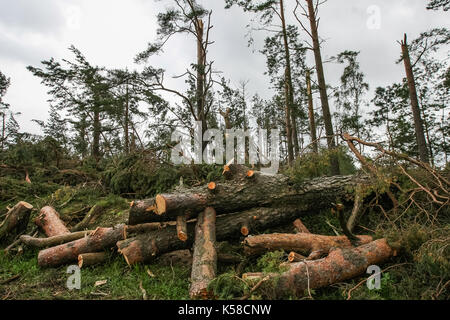 Trzebun, Pologne. 05Th sep 2017. tombés lors de la tempête tragique arbres sont vus dans trzebun, dans le nord de la Pologne le 8 septembre 2017 Membres de l'UE . parilament a visité les régions touchées par la tempête tragique en août 2017 dans le nord de la Pologne. Les parlementaires de la plate-forme civique (PO), montre aux membres de l'UE Parlement européen les effets de la tempête, et demandé l'appui de la population touchée. crédit : Michal fludra/Alamy live news Banque D'Images