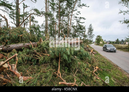 Trzebun, Pologne. 05Th sep 2017. tombés lors de la tempête tragique arbres sont vus dans trzebun, dans le nord de la Pologne le 8 septembre 2017 Membres de l'UE . parilament a visité les régions touchées par la tempête tragique en août 2017 dans le nord de la Pologne. Les parlementaires de la plate-forme civique (PO), montre aux membres de l'UE Parlement européen les effets de la tempête, et demandé l'appui de la population touchée. crédit : Michal fludra/Alamy live news Banque D'Images