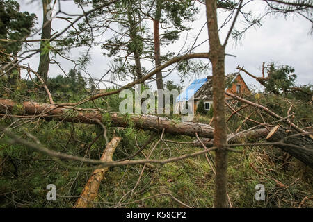 Trzebun, Pologne. 05Th sep 2017. tombés lors de la tempête tragique arbres sont vus dans trzebun, dans le nord de la Pologne le 8 septembre 2017 Membres de l'UE . parilament a visité les régions touchées par la tempête tragique en août 2017 dans le nord de la Pologne. Les parlementaires de la plate-forme civique (PO), montre aux membres de l'UE Parlement européen les effets de la tempête, et demandé l'appui de la population touchée. crédit : Michal fludra/Alamy live news Banque D'Images