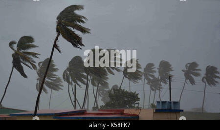 Camaguey. 8Th sep 2017. palmiers lutte contre le vent à la plage de santa lucia de cuba camaguey en sept. 8, 2017. L'ouragan irma a continué à batter Cuba sur la côte nord-est du vendredi avec de forts vents et vagues. crédit : str/Xinhua/Alamy live news Banque D'Images
