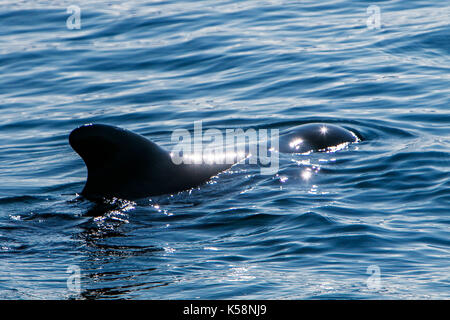 [Globicéphale Globicephala] comme vu au cours d'une visite d'observation des baleines en Islande. Banque D'Images