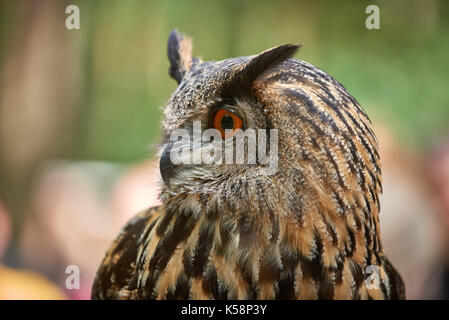 Portrait d'une grand-duc (Bubo bubo), à la recherche sur le côté Banque D'Images
