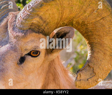 Portrait de mouflons Banque D'Images