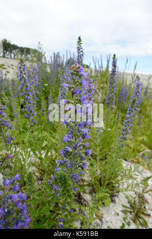 (Vipérine commune echium) qui fleurit en été. Banque D'Images