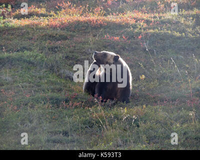 Ours grizzli (Ursus arctos) rayer le RCIP sur colline, Denali National Park, Alaska Banque D'Images