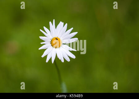 Marguerite blanche et un petit scarabée vert naturel. arrière-plan flou. Banque D'Images