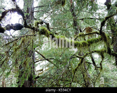 Croissance verte dans Rainforest, ALASKA Banque D'Images