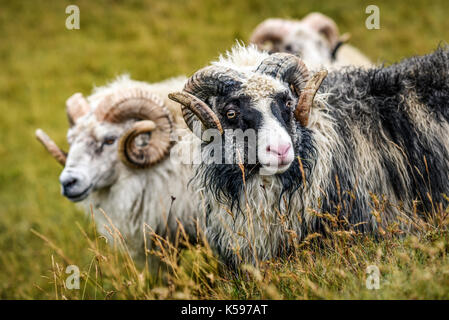 Le noir et blanc des moutons paissant sur un pâturage en Islande sur une journée ensoleillée Banque D'Images
