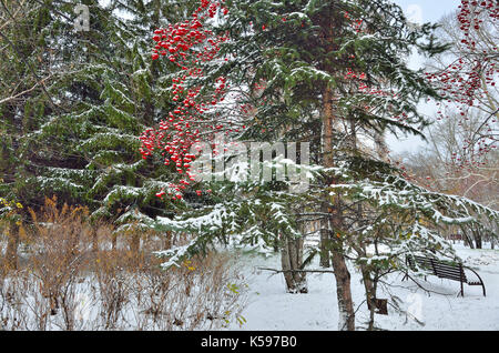 Première neige dans un parc de la ville. rouge rowan grappes suspendues sur un banc dans le parc de la ville. Banque D'Images