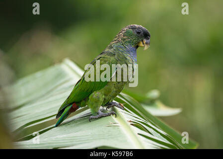 Amazone à tête écailleuse (pionus maximiliani) de la forêt tropicale atlantique du Brésil se Banque D'Images