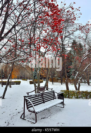 Première neige dans un parc de la ville. rouge rowan grappes suspendues sur un banc dans le parc de la ville. Banque D'Images