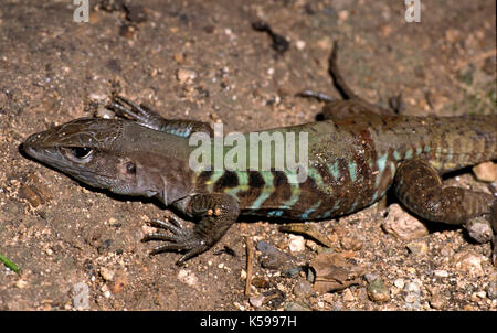 Ameiva arc-en-ciel, exclu, coureur ou métallique (Ameiva ameiva undulata) est une espèce de lézard coureur, Belize Banque D'Images