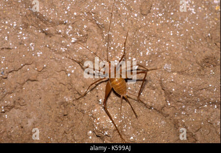 Le cricket, grotte rhaphidophoridae, Belize, en Amérique centrale, Banque D'Images