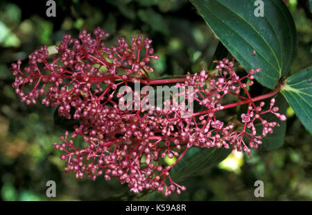 Melastomataceae, medinilla cumingii, Sabah, Bornéo, lustre tree et voyante et voyante melastome medinilla, Malaysian orchid Banque D'Images