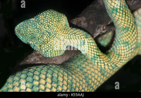 Waglers Pit Viper, viper ou temple wagleri tropidolaemus, Bornéo, originaire d'Asie du Sud-Est, venomous Banque D'Images