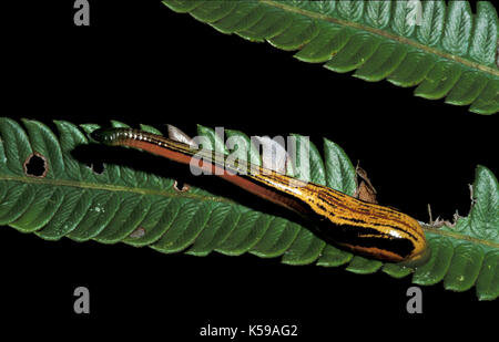 Tiger Leech, haemadipsa picta, dannum vallée, Sabah, Bornéo Banque D'Images