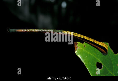 Tiger Leech, haemadipsa picta, dannum vallée, Sabah, Bornéo Banque D'Images