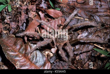 Tarantula, sp. inconnue, famille : theraphosidae, rez-de-chaussée, logement dans des forêts tropicales, Sabah Bornéo Banque D'Images