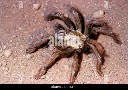 Tarantula, sp. inconnue, famille : theraphosidae, rez-habitation, Sabah Bornéo Banque D'Images