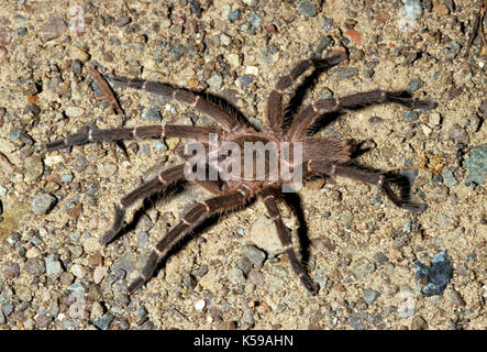 Tarantula, sp. inconnue, famille : theraphosidae, rez-habitation, Sabah Bornéo Banque D'Images