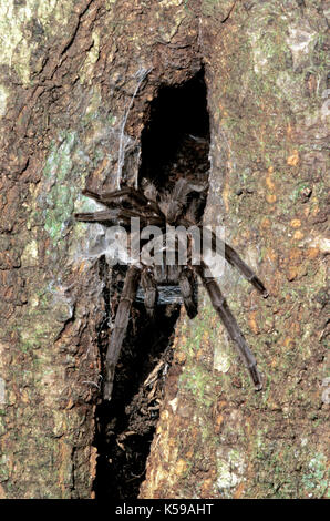 Tarantula, sp. inconnue, famille : theraphosidae, aboreal par nid sur l'arbre, Sabah Bornéo Banque D'Images