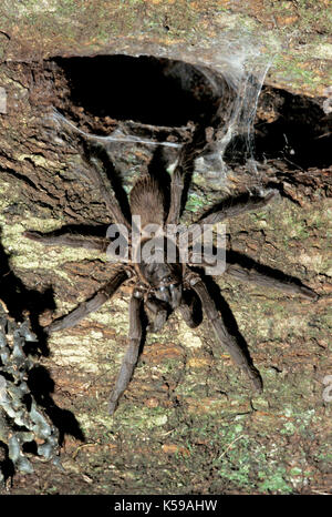 Tarantula, sp. inconnue, famille : theraphosidae, aboreal par nid sur l'arbre, Sabah Bornéo Banque D'Images