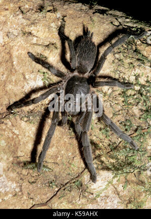 Tarantula, sp. inconnue, famille : theraphosidae, aboreal par nid sur l'arbre, Sabah Bornéo Banque D'Images