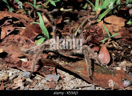 Tarantula, sp. inconnue, famille : theraphosidae, sol, l'élevage d'habitation montrant un comportement agressif, Sabah Bornéo Banque D'Images