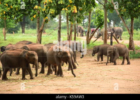 Les éléphants viennent à la recherche de nourriture. Banque D'Images