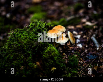 Faire revenir les champignons poussant sur plancher bois, UK Banque D'Images
