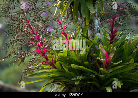 Broméliacées épiphytes à fleurs poussant sur un arbre dans la forêt tropicale atlantique du Brésil se Banque D'Images