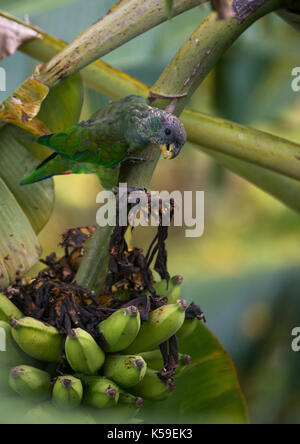 Une amazone à tête écailleuse (pionus maximiliani) eating banana à ilhabela, Brésil Banque D'Images