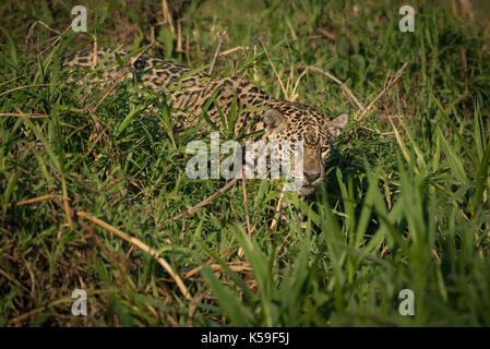Jaguar (Panthera onca) du Nord Pantanal, Brésil Banque D'Images