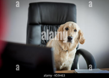 Chiot golden retriever travaillant au bureau Banque D'Images
