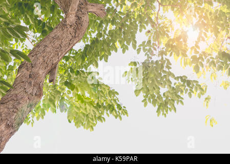 Arbre en low angle view avec sun et len flare Banque D'Images