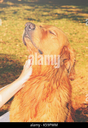 Chien reçoit l'affection dans le cou avec la tête relevée. Chien avec les yeux fermés, bon sentiment d'expression. Banque D'Images