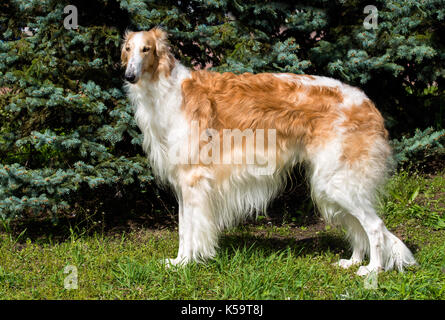 Russe barzoï le barzoï. marron chien russe est sur l'herbe verte. Banque D'Images